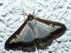 Cydalima perspectalis