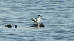 Sterna hirundo