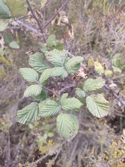 Rubus ulmifolius