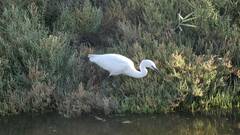 Egretta garzetta