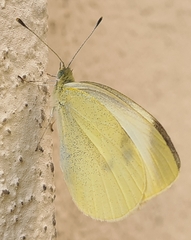 Pieris