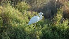 Egretta garzetta