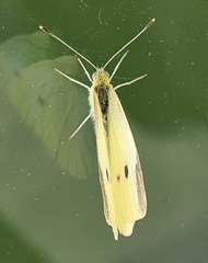 Pieris