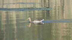Anas platyrhynchos
