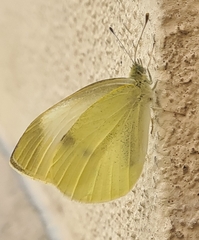 Pieris