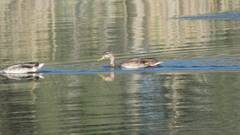 Anas platyrhynchos