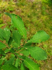 Salix aurita