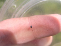 Microweisea misella
