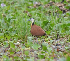 Actophilornis africanus