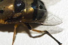 Austalis pulchella