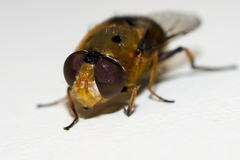 Austalis pulchella