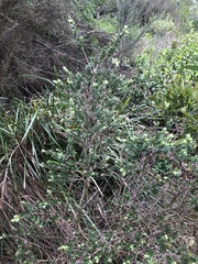 Melaleuca squarrosa