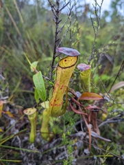 Nepenthes gracilis