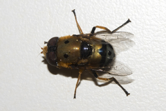 Austalis pulchella