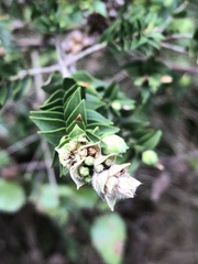 Melaleuca squarrosa