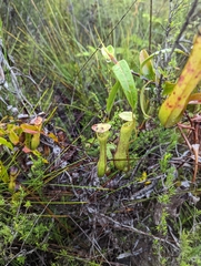 Nepenthes gracilis