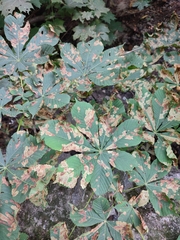Cameraria ohridella