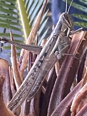 Austracris guttulosa
