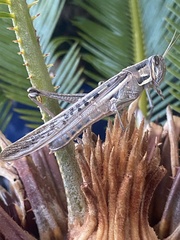 Austracris guttulosa