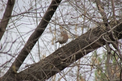 Turdus pilaris