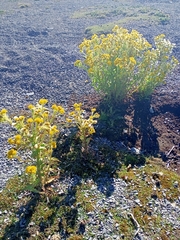 Tephroseris palustris