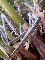 Austracris guttulosa