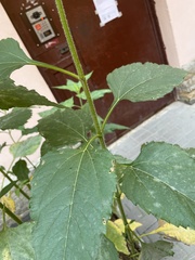 Magnoliopsida