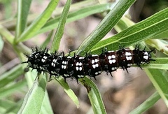 Nymphalidae