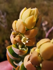 Thesium euphorbioides