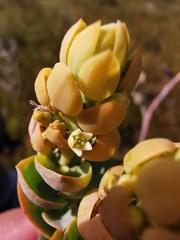 Thesium euphorbioides