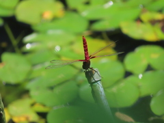 Urothemis signata