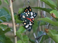 Callimorpha dominula