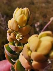 Thesium euphorbioides