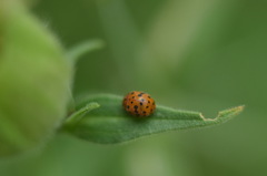 Subcoccinella vigintiquatuorpunctata