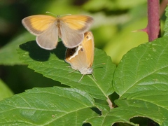Coenonympha arcania
