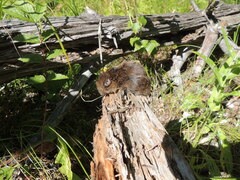 Clethrionomys glareolus