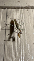 Tenodera sinensis