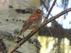Emberiza rustica