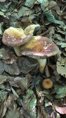 Lactifluus volemus