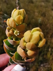 Thesium euphorbioides