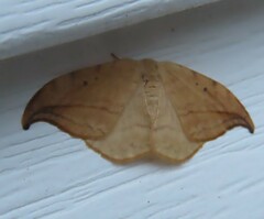 Drepana arcuata