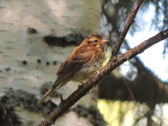 Emberiza rustica