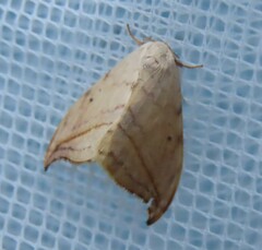 Drepana arcuata