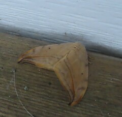 Drepana arcuata