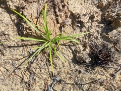 Carex digitata