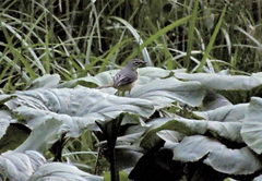 Motacilla cinerea