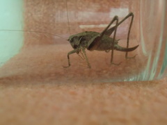 Pholidoptera griseoaptera