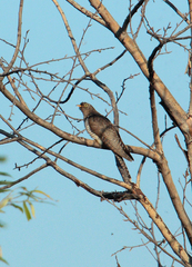 Cuculus canorus