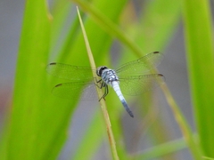 Brachydiplax sobrina