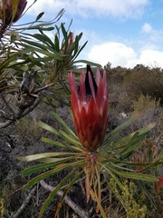 Protea longifolia × repens